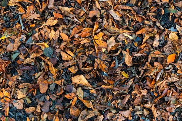 Abstract View Colorful Autumn Leaves Oaks Birches Beeches Jette Belgium — Foto de Stock