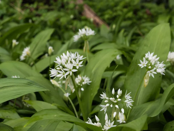 Yakın çekim allium ursinum, Brüksel ormanlarında geniş yapraklı sarımsak, Belçika