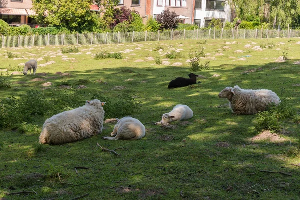 White sheeps, lambs and a black sheep grazing in the city meadows of uccle, Brussels, Belgium