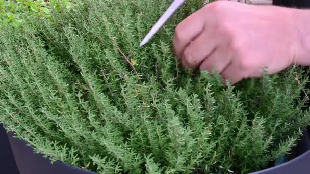 時間のいくつかの枝を切断男 芳香族ハーブ ブリュッセル ベルギー — ストック動画