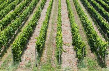 Alman kırsalında, Mehring, Almanya 'da üzüm bağı ve mavi gökyüzü