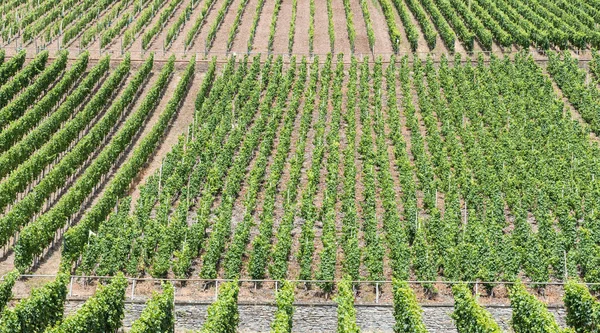 Vineyard Blue Sky German Countryside Mehring Germany — ストック写真