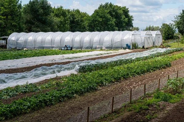 Cultivation Vegetables Hops Public Allotment Gardens Jette Brussels Belgium — Stockfoto