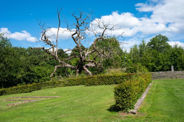 Bare Tree Green Surroundings Village Castle Park Lembeek Flemish Brabant — Foto de Stock