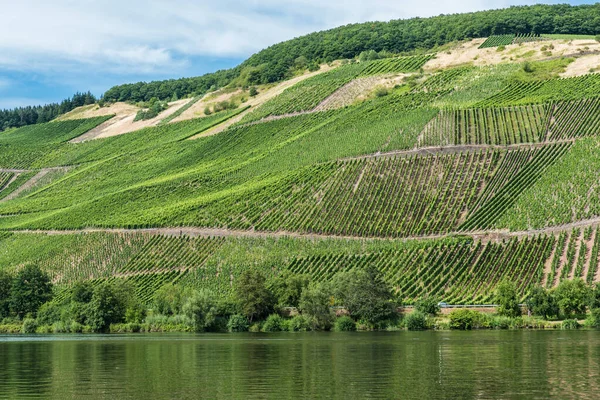 Vineyards Moselle Mehring Rhineland Palatinate Germany — ストック写真