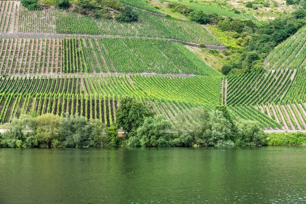 Vineyards Moselle Mehring Rhineland Palatinate Germany — ストック写真