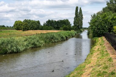 Green nature reserve with water plants at the River Mark, Breda, The Netherlands