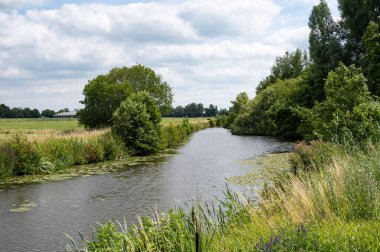 Green nature reserve with water plants at the River Mark, Breda, The Netherlands
