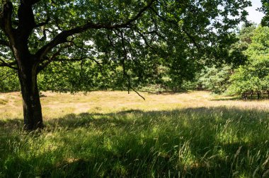 Heather and woods of the Veluwe nature reserve during hot dry summer , The Netherlands