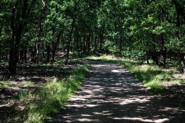 Walking trail through the dark woods of the Veluwe, Netherlands