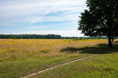 Heather and woods of the Veluwe nature reserve during hot dry summer , The Netherlands