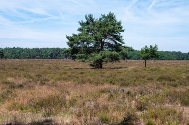 Heather and woods of the Veluwe nature reserve during hot dry summer , The Netherlands