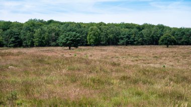 Heather and woods of the Veluwe nature reserve during hot dry summer , The Netherlands