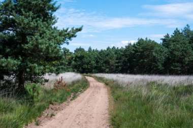 Walking trail through the heather and woods, Veluwe, Netherlands