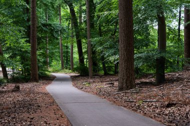 Biking path in the woods at the Molecaten nature reserve, Hattem, The Netherlands