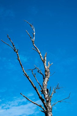 Lonely dry tree branch against blue sky, Veluwe, The Netherlands
