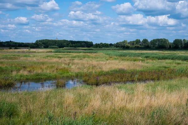Green reeds and water plants at the banks of the river Dyle, Duffel, Antwerp, Belgium