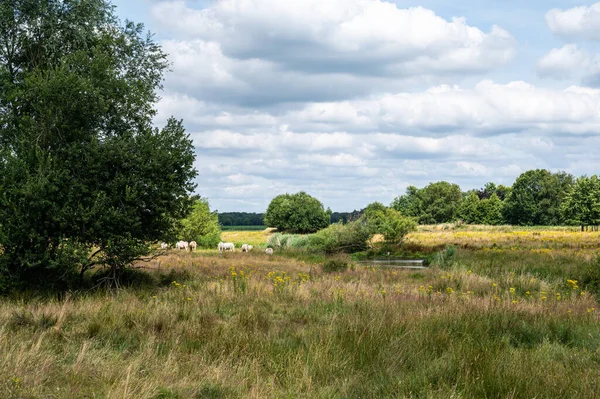 Green Trees Meadows Galderse Meersen Nature Reserve Breda Netherlands — Stock Fotó