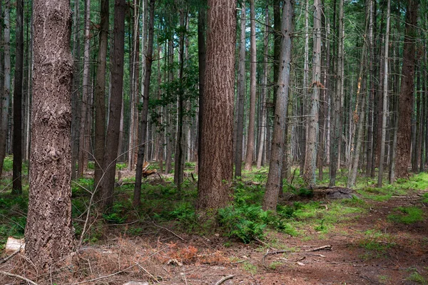 Walking Trail Dark Woods Veluwe — Zdjęcie stockowe