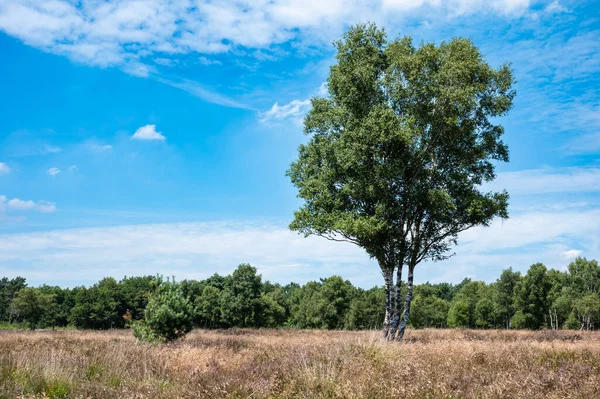 Heather Trees Blue Sky Veluwe National Park Netherlands — Foto de Stock