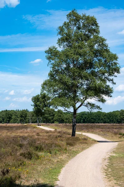Heather and trees against blue sky at the Veluwe national park, The Netherlands