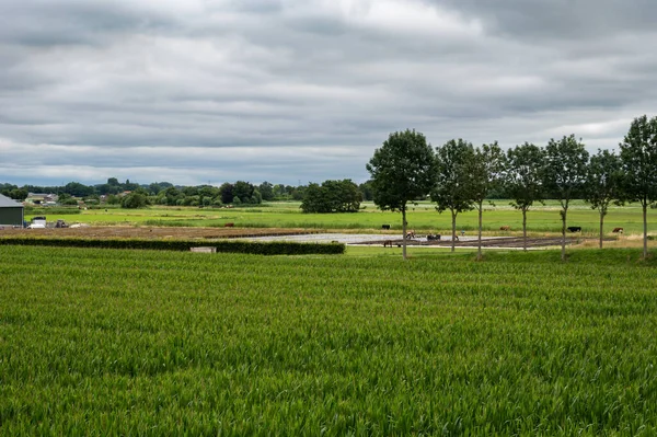 Подивіться Природну Заплаву Сільськогосподарським Полем Заболоченими Землями Навколо Охтена Нідерланди — стокове фото