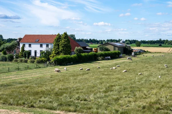 Tiel Gelderland Netherlands 2022 Sheep Grazing Green Meadows Dike River — ストック写真