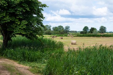 Agriculture fields and trees at the nature reserve around the river Vecht, Holten, The Netherlands