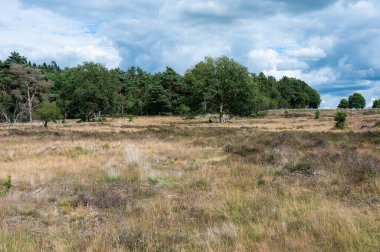 Heather grasses and trees over blue sky, Holtingerveld, the Netherlands