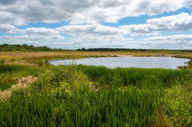Water pond and green vegetation in the national park of Fochteloo, The Netherlands
