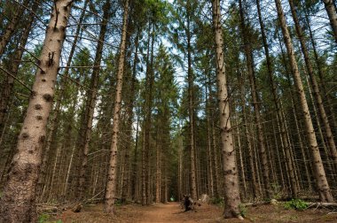 Larc wood forest with a hiking path, low angle view, Fochteloo, The Netherlands
