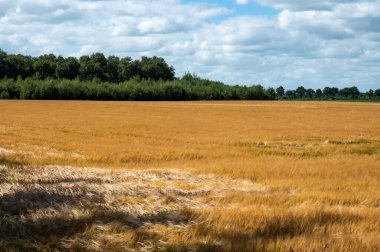 Golden wheat field over cloudy sky at the Dutch countryside around Norg, The Netherlands