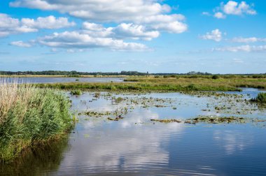 Pond and swamp plants at the Peizerwering national park