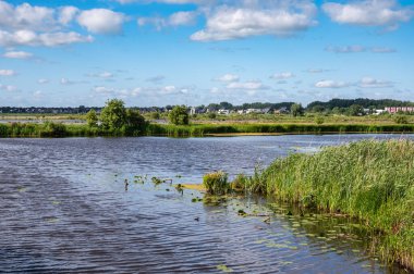 Pond and swamp plants at the Peizerwering national park, The Netherlands