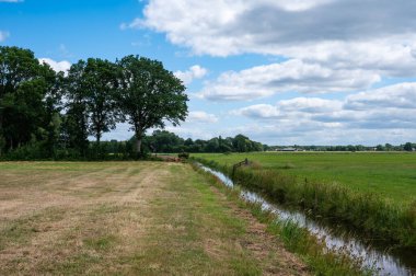 Heather and green fields at the Fochterloo National park, The Netherlands