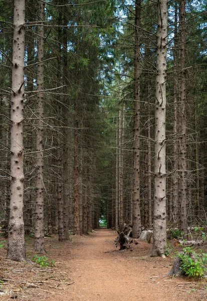 Larc Wood Forest Hiking Path Low Angle View Fochteloo Netherlands — Stok fotoğraf