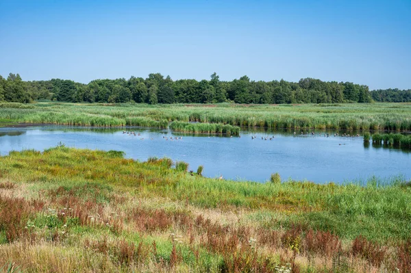 Weerribben National Park Water Pond Wetland Vegetation Blue Sky Emmeloord — ストック写真