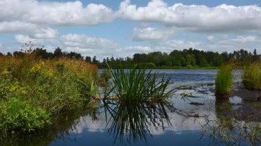 Close up of waterplants and blue water of a pond in the Fochterloo Fen, The Netherlands
