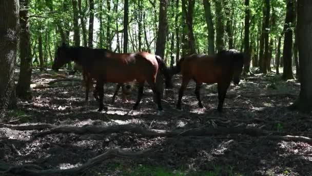 Horses Having Rest Shadow Trees Veluwe Nature Reserve Netherlands — Video