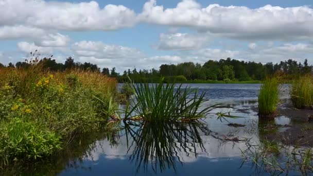 Close Waterplants Blue Water Pond Fochterloo Fen Netherlands — ストック動画