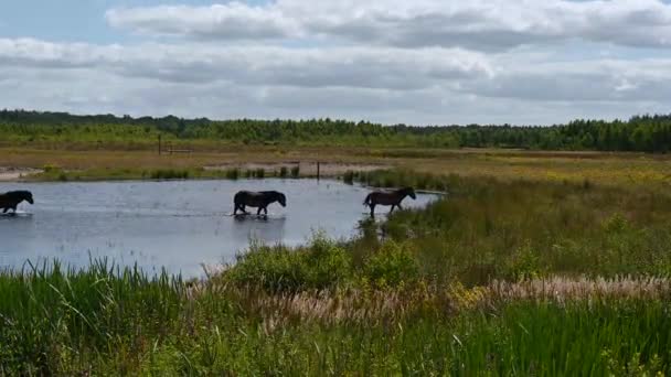 Horses Taking Bath Water Pond Surronded Green Fields National Park — Stock video