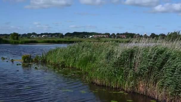 Water Pond Green Vegetation National Park Fochteloo Netherlands — Stok video