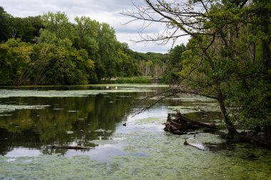 Yeşil su gölleri, Doode Beemde doğa rezervi, Oud-Heverlee, Belçika 'da yansıyan ağaçlarla doludur.