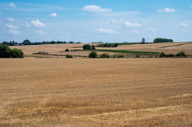 Hasat edilen buğday tarlaları, Jodoigne, Belçika