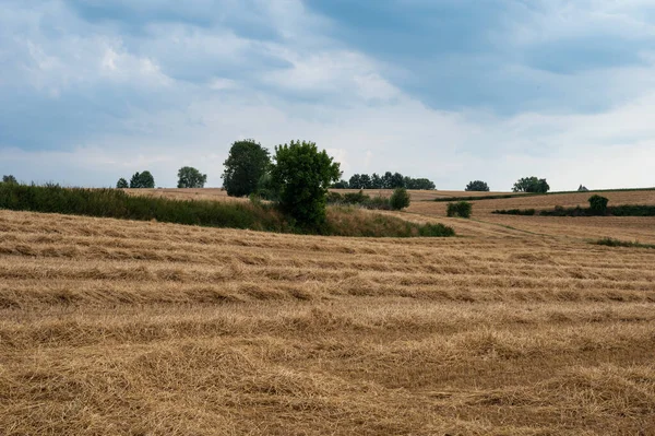 夏の間に刈られた小麦の黄金の農業分野 ホーゲガーデン ベルギー — ストック写真