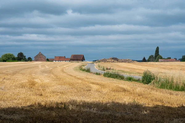 Landwirtschaftliche Felder Mit Grünen Und Goldenen Farben Nach Der Ernte — Stockfoto