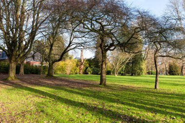 Brüksel, Anderlecht 'te bir parkta çıplak kış ağaçları, yeşil çimenler ve sert düşük güneş ışığı