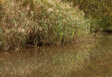 Su kamışları Belçika 'daki bir şehir parkının göletine yansıyor.