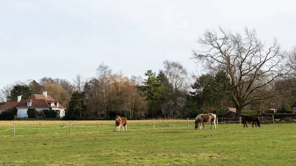 Parque Reservas Naturais Com Campos Agrícolas Árvores Inverno Nuas Torno — Fotografia de Stock