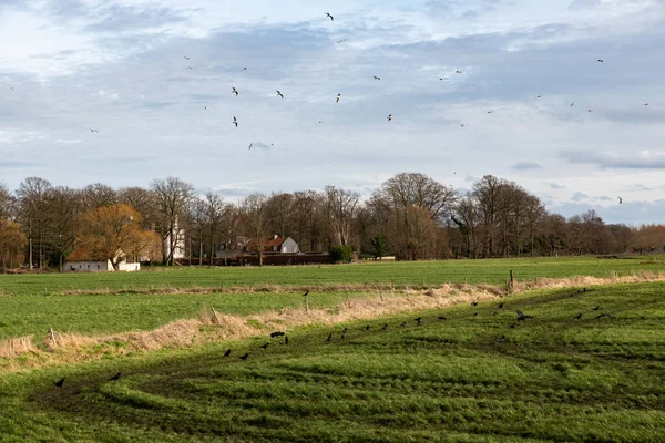Természetvédelmi Park Mezőgazdasággal Csupasz Téli Fákkal Gentben Flandriában Belgiumban — Stock Fotó